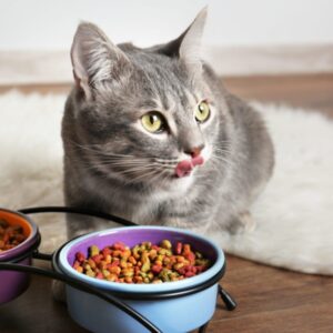Dry Cat Foods