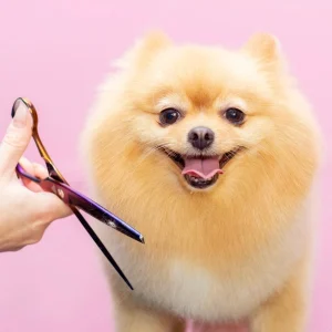 Grooming
