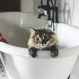 Shampoo