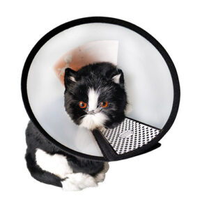 E Collar cat/kitten size No 6