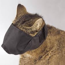 1683036303_cat20muzzle20medium.jpg